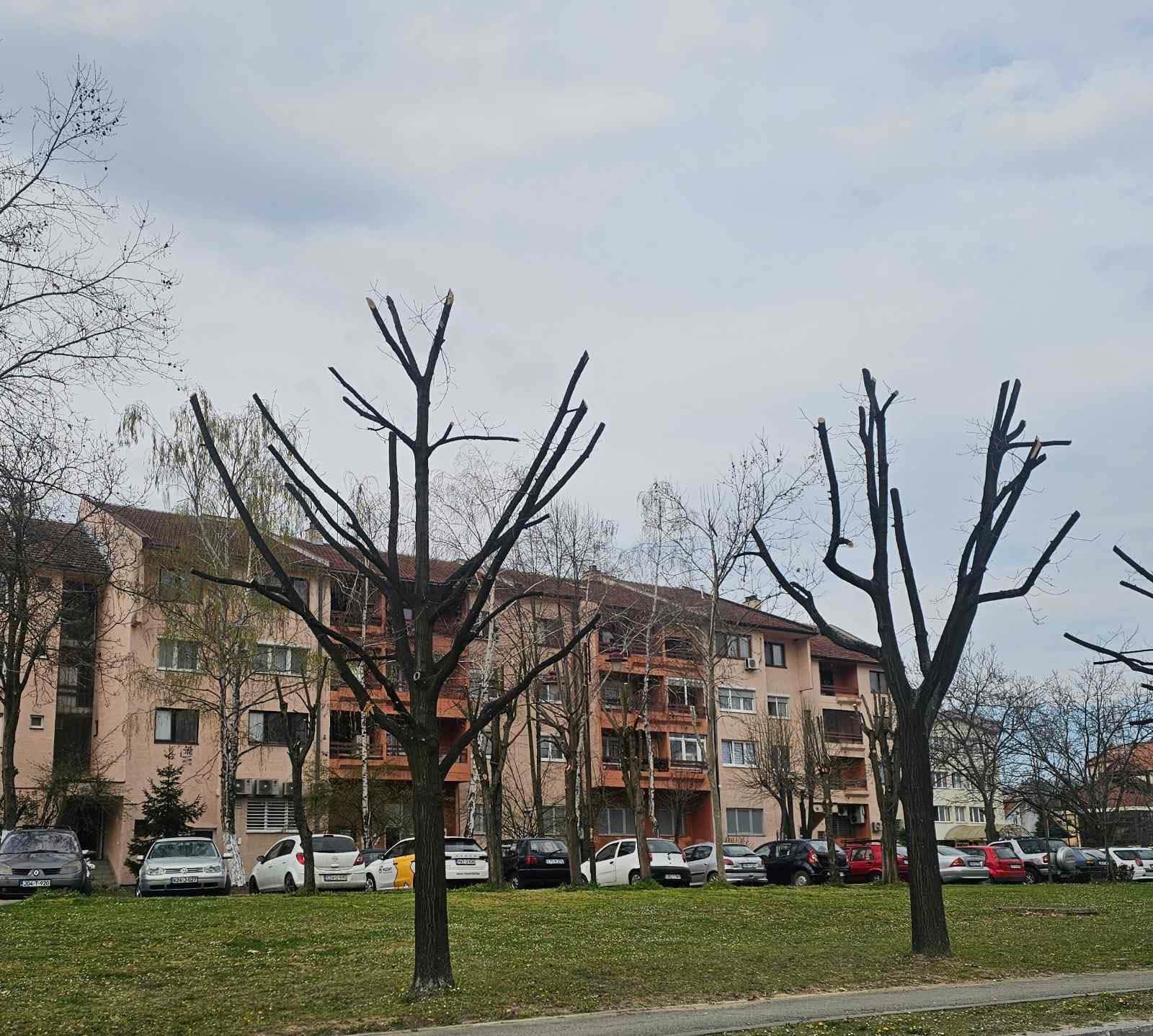 UREĐENJE DRVOREDA U UGLJEVIKU U OKVIRU REDOVNOG ODRŽAVANJA ZELENIH POVRŠINA